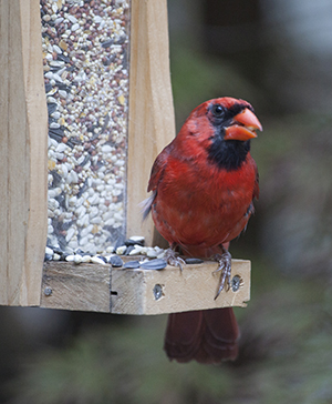 Live Hd Bird Cam From Atlanta